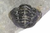 Three Nicely Presented Gerastos Trilobite Fossils - Morocco #383226-5